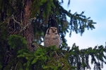 Northern Hawk Owl