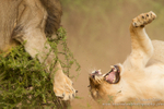 Fighting male lions