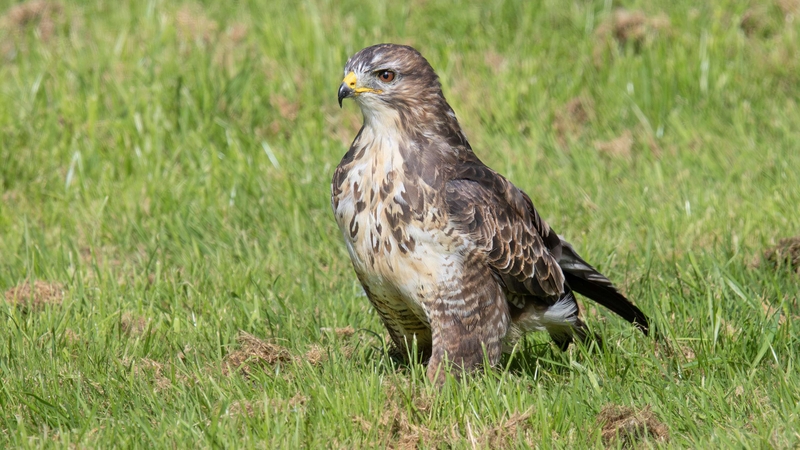 Common Buzzard - Gigrin Farm - Wales