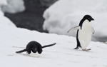 Adelie Penguins