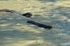 Otter