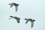 Three Flying Ducks