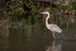 Great Blue Heron wading, Wakodahatchee Wetlands, Florida
