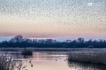 Starling Murmurations, Avalon Marshes_GS1129