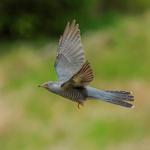 Cuckoo (male) in flight, Scotland