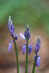 Bluebells   _ WOOD_001
