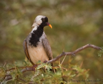 Namaqua dove