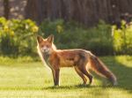 Foxes of Port Ryerse portfolio