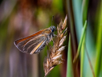 Small Skipper
