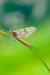 mayfly-5365