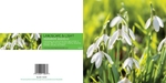 Ref 210 Snowdrops