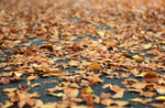 Autumn leafs, Bristol_B0174