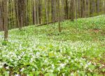 TRILLIUM WOODS 2017 - NORFOLK COUNTY