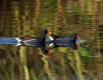 Moorhens