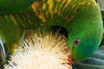 Scaly Breasted Lorikeet 9