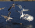 Herring Gulls dive on bread in water, Flatanger, Norway