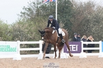 Cls 9 BD Young Horse 5YO portfolio