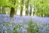 Bluebell Wood Fine art Norfolk photography by The Silent Photographer