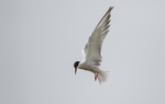 Common Tern