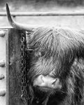 Highland Coo