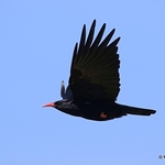 Red-billed Chough (Pyrrhocorax pyrrhocorax)