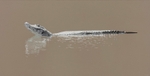 Jacaré-do-Pantanal/ Yacare caiman