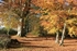 Beech trees in Autumn