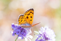 Purple Shot Copper