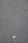 Chaffinch 1 With Line