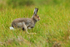 Mountain Hare running, Cairngorms, Scotland