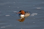 Goosander