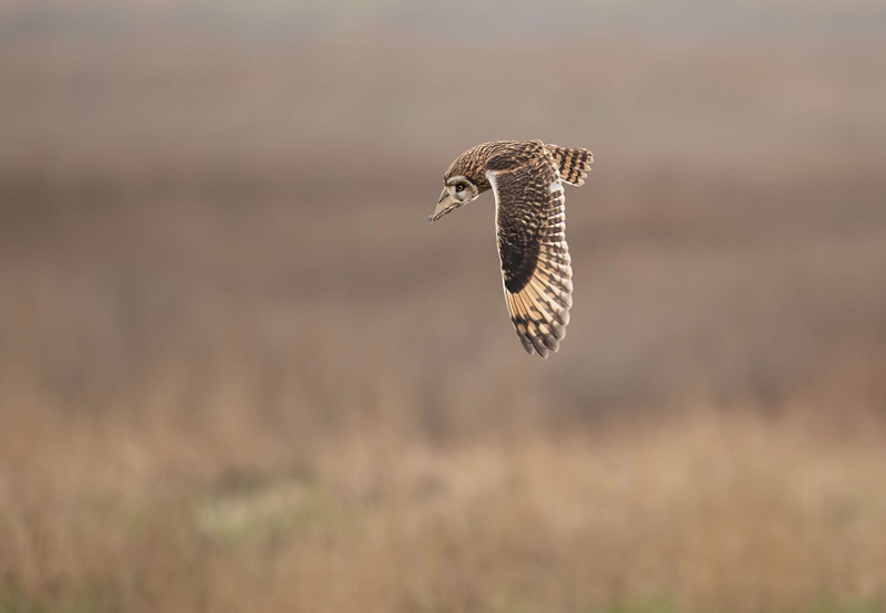 Short Eared Owl