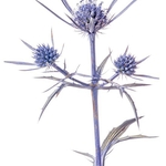 Amethyst Eryngo (Eryngium amethystinum)