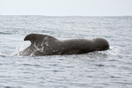 Pilot Whale surfaces and blows, Pacific Ocean, Chile