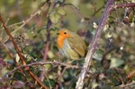 Robin
