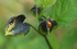 LadybirdNicandra1