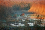 Chinese Water Deer