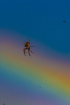 Rainbow Spider-4181