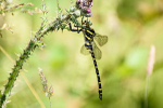 Male Golden-Ringed dragonfly