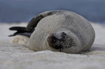 Galápagos Sea Lion sleeping