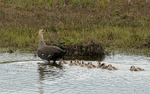 Upland Goose