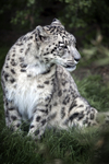 Snow Leopard