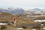 Guanaco in the Torres del Paine