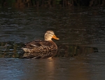 Mallard