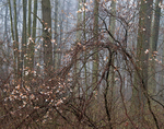 SERVICEBERRY & GRAPE VINE - NORFOLK COUNTY