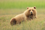 Brown Bear resting in meadow, Silver Salmon Creek, Alaska