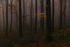 Lost into the Forest