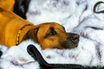 Rhodesian ridgeback-9978
