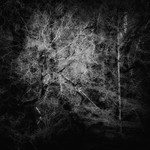 Trees 3