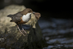 Dippers, North Wales